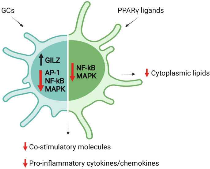 A diagram of D C activity. The cell is divided into 2 compartments, one with increased GILZ, and decreased A P 1, N F K B, and MAP K to which G C s act, the other compartment includes decreased N F k B, and MAP K to which P P A R gamma acts. This causes decreased cytoplasmic lipids, co stimulatory molecules, and pro inflammatory cytokines.