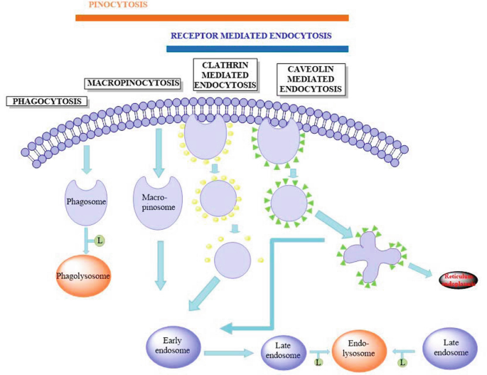 A diagram describes how dendrimers can pass through the cell membrane via an energy-independent process. The main internalization mechanism is endocytosis which is an energy-dependent process.