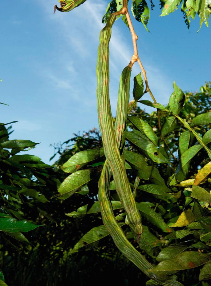 Inga edulis - Useful Tropical Plants