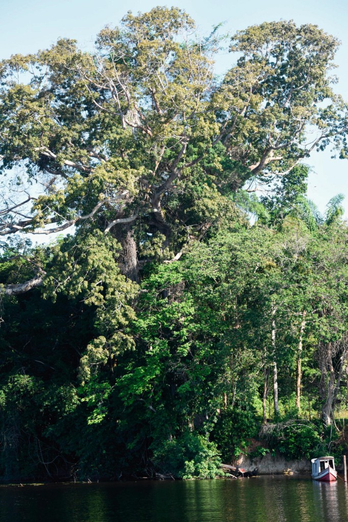 Ingá cipó (Inga edulis) in fruit, Km 5 Anori-Mato Grosso road