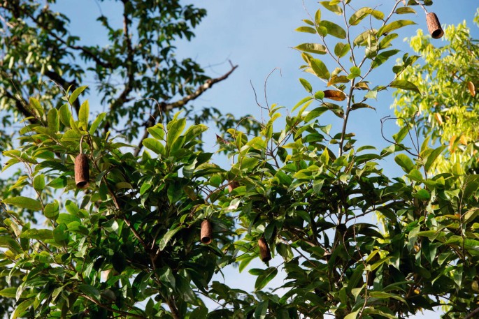 Pine Resin: The new 'Green Gold' in Brazil's Planted Forests