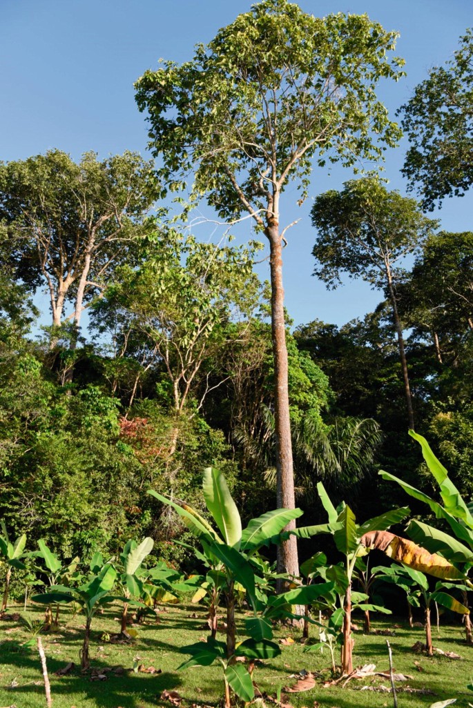 Quilombo do Macaco Branco: A origem do nome – MB Notícias