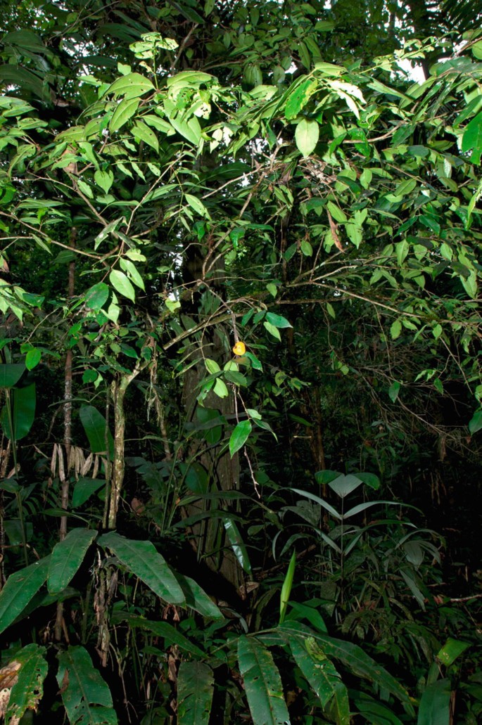 Birds of Humaitá Forest Reserve, Acre, Brazil: an important forest fragment  in south-west ia