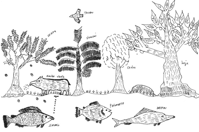 Taiúva (Maclura tinctoria) em 2023