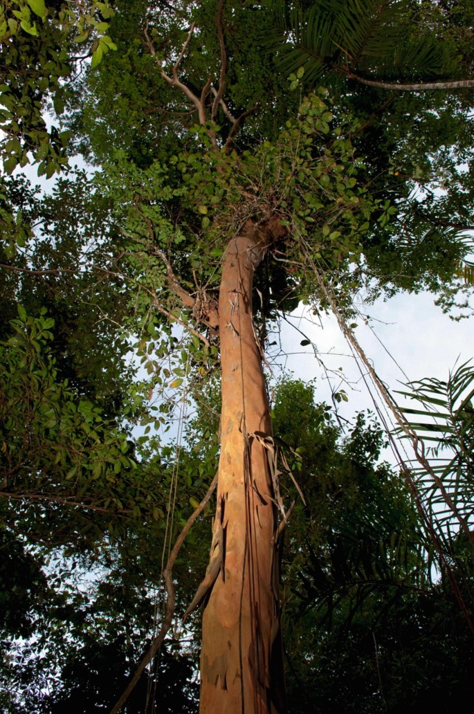 Guia de Plantas da Regeneração Natural do Cerrado e da Mata