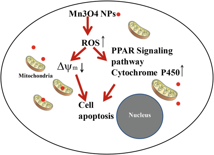 A diagram represents the toxicity mechanism. The M n nanoparticles increase the R O S, which in turn decreases del psi m and increases cytochrome P 450. Both lead to cell apoptosis.