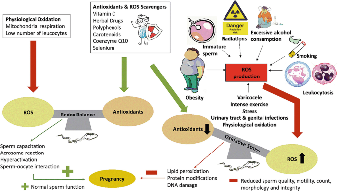 glutathione male fertility PDF] as a treatment for infertility glutathione for infertility The Role