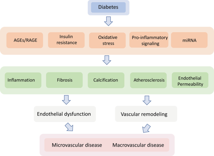 A block diagram with 5 parts. 1. diabetes, 2. age, insulin resistance, oxidative stress, pro-inflammatory signaling, and m i R N A, 3. inflammation, fibrosis, calcification, atherosclerosis, and endothelial permeability, 4. endothelial dysfunction and vascular remodeling, and 5. microvascular and macrovascular disease.