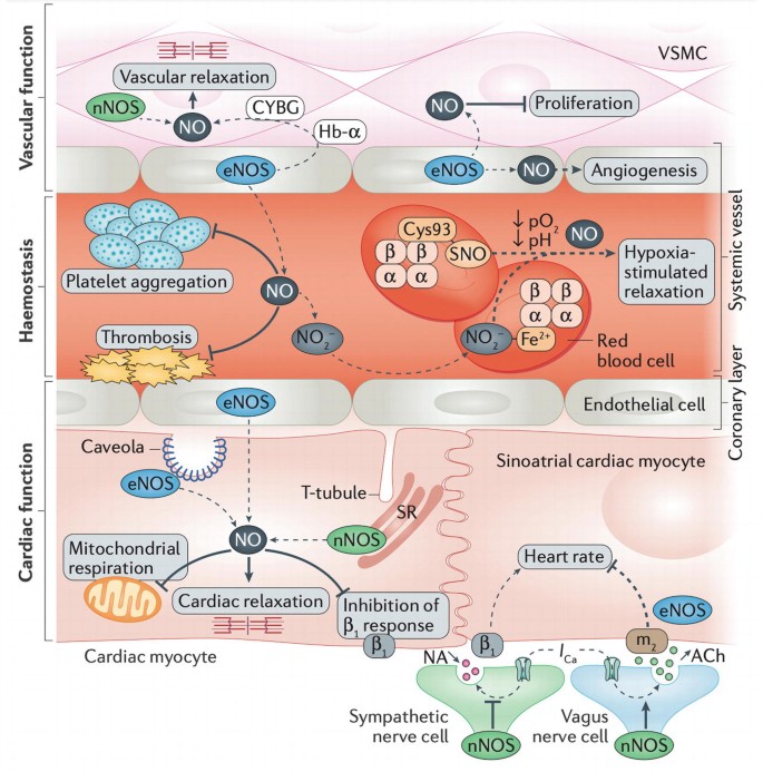 Insulin-Dependent Activation of Endothelial Nitric Oxide Synthase