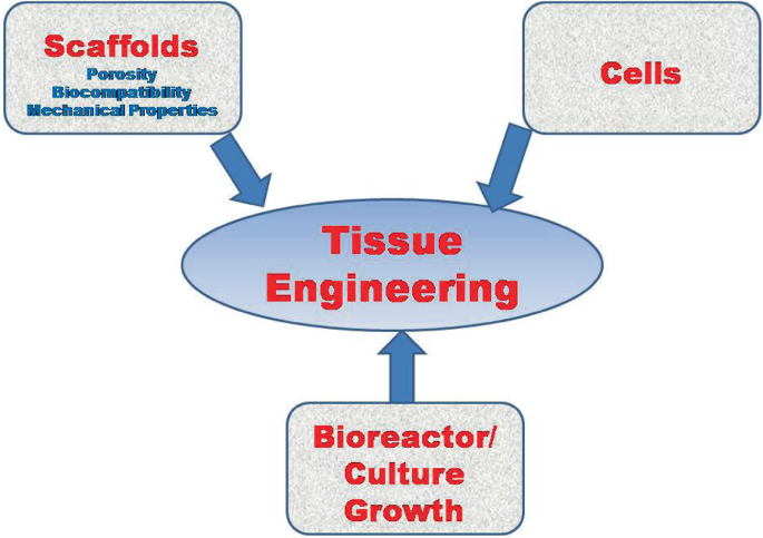 A triad of a tissue engineering system has three parts: scaffolds with porosity; biocompatibility; and mechanical properties, cells, bioreactor, and culture growth.