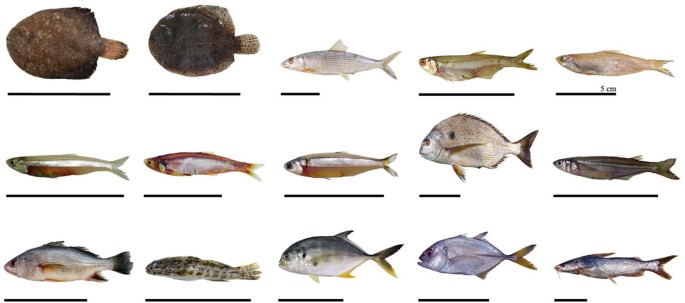 Fifteen different species of fish.