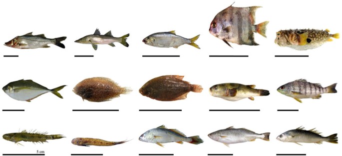 Fifteen different species of fish.