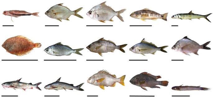 Fifteen different species of fish.