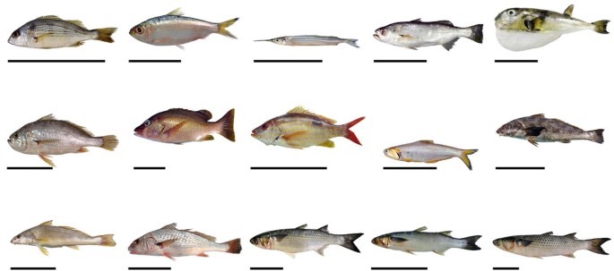 Fifteen different species of fish.