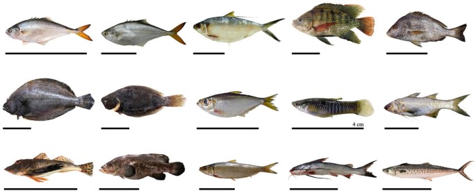 Fifteen different species of fish.