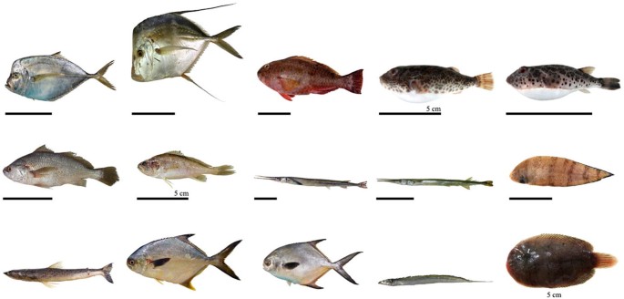 Fifteen different species of fish.