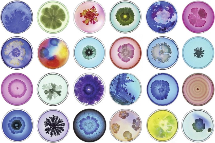 Photographs depict the soil microbes of fractal-like patterns on petri dishes.