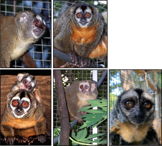 What Happens To Colombia's Night Monkeys After Biomedical Studies?