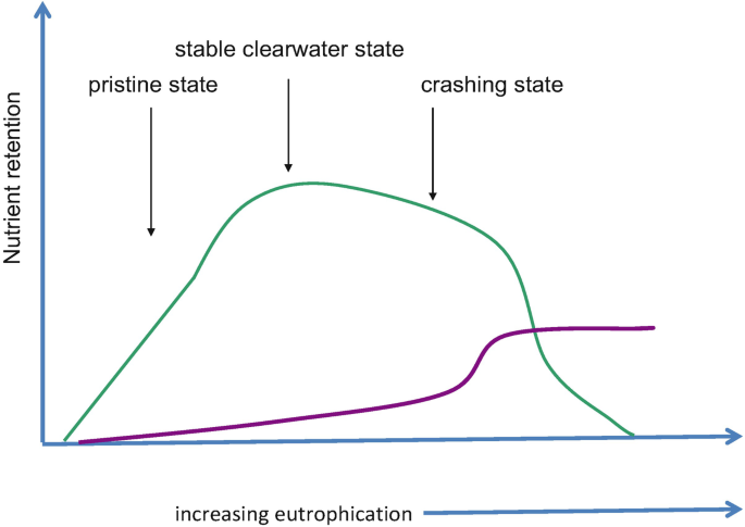 A graph of Nutrient retention versus increasing eutrophication. An inverse U-shaped curve is plotted and marked. The increasing trend is marked as the pristine state, the highest point is marked stable clearwater state and the decreasing stage is marked crashing state.