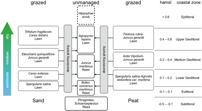 A flow diagram that starts with the sand groups and the peat groups followed by abandoning grazing, resulting in the group phragmites Schoenoplectus reeds.