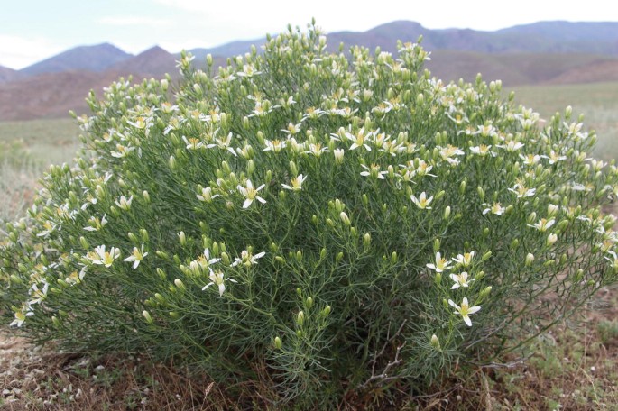 you plant Watercress (50 Days) – Pinetree Garden Seeds