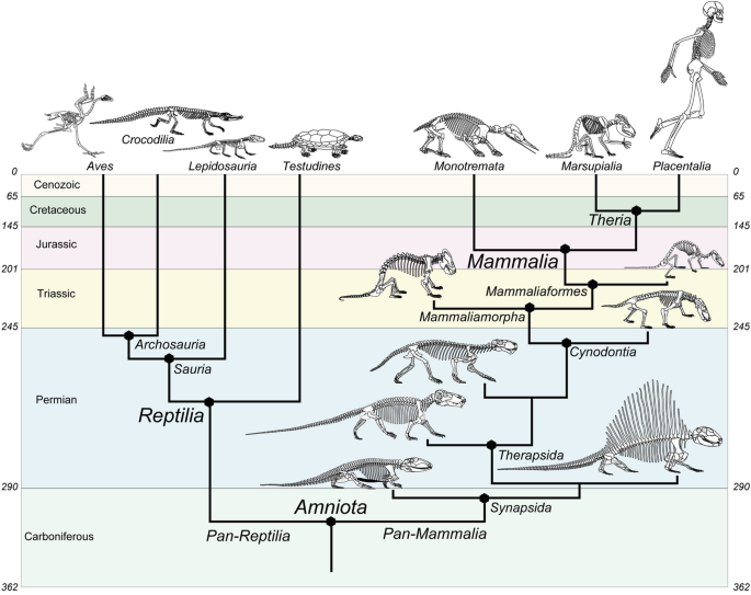 PDF) The origin and early evolution of metatherian mammals: The Cretaceous  record