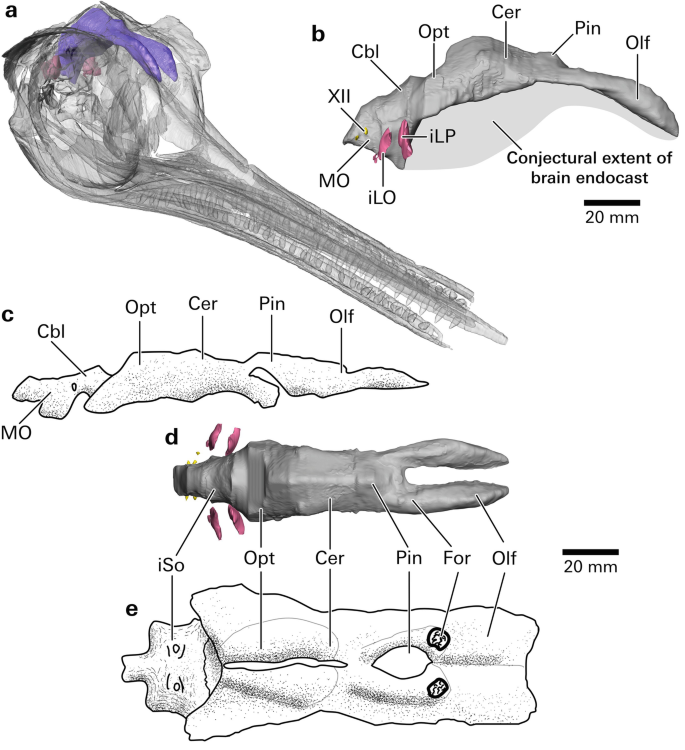 Flattened Ichthyosaur Fossil Gets New Life With X-ray Vision - The New York  Times