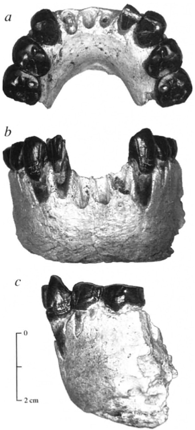 Lucy (Australopithecus afarensis) reconstruction - 3D model by Cleveland  Museum of Natural History (@CMNH) [12e9e65], image size:685x1511