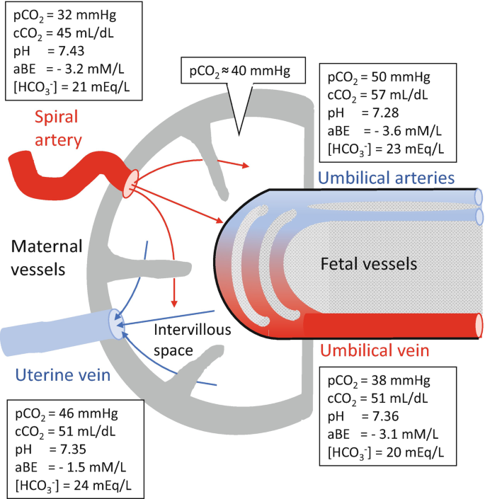 Blood Flow and Respiratory Gas Exchange in the Human Placenta at ...