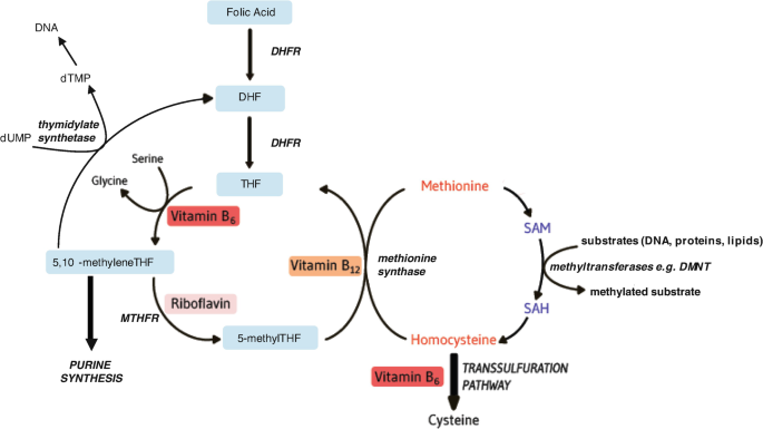 A flow diagram presents an overview of B vitamins. It presents vitamins B 6 and B 12 in one carbon metabolism, from folic acid, D H F, T H F, methionine, and homocysteine, until the transsulfuration pathway.