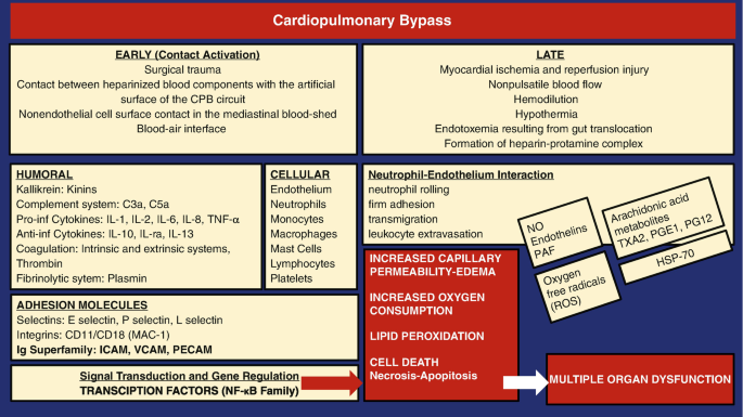 An illustration of cardiopulmonary bypass related to S I R S. The inflammatory response pathways are depicted. There are early and late contact activation, humoral, cellular, transcription factors, and cell death, to name a few. There is also multiple organ dysfunction.