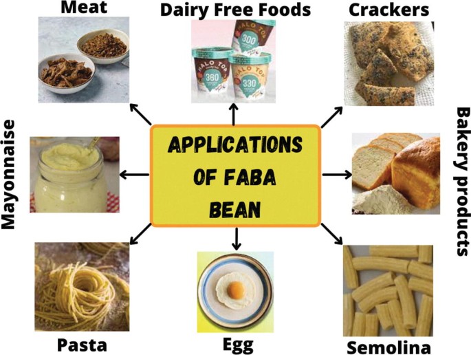 Faba bean protein to revolutionise global market for plant-based diets -  Food and Drink Technology