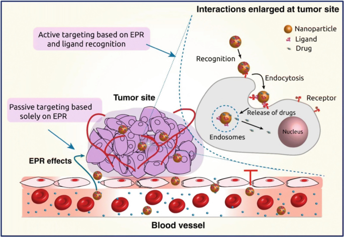 A diagram illustrates the tumor site. It indicates active targeting based on E P R and ligand recognition, passive targeting based solely on E P R, E P R effects, and interactions enlarged at tumor site.