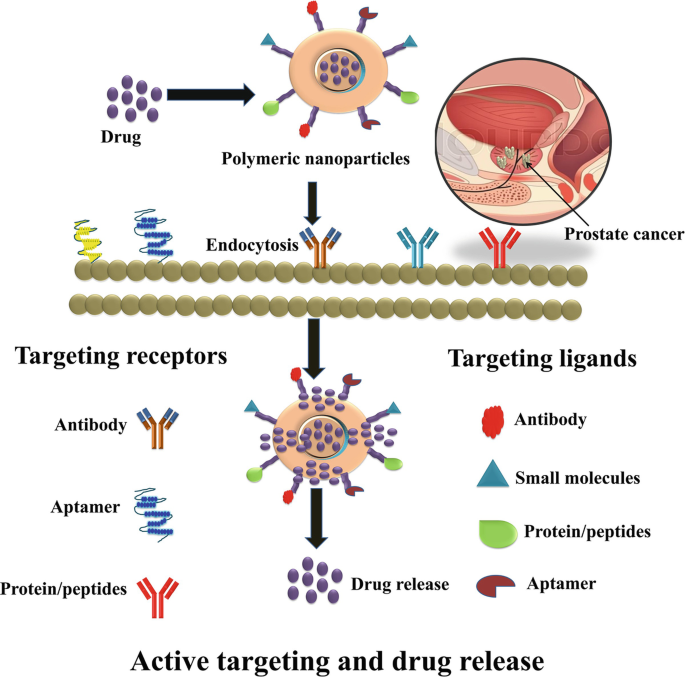 A diagram illustrates the drug release from polymeric nanoparticles by endocytosis for prostate cancer. Ligands are integrated onto the surface of the polymeric nanoparticles. This form of targeting connects with the right receptor.
