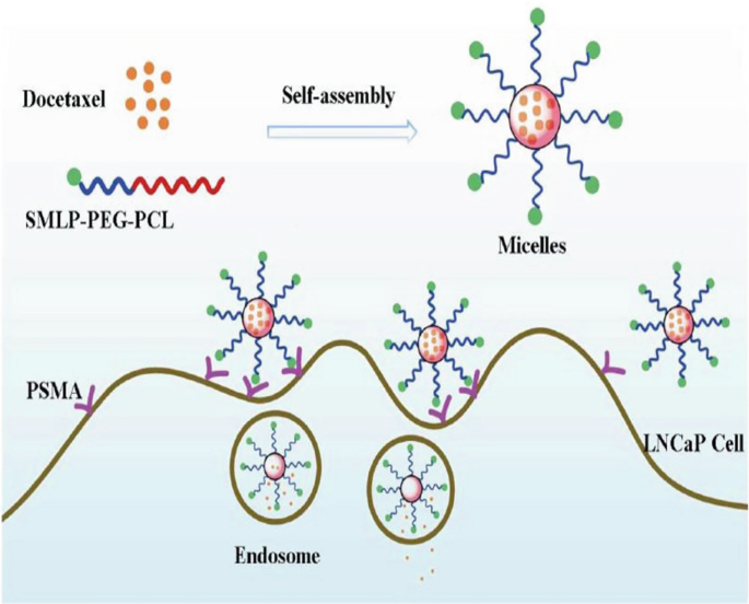 A diagram illustrates the release of micelles from docetaxel by self-assembly and the targeted therapy of L N C a P cells by conjugating P S M A ligand with ocetaxel-loaded small molecular ligand S M L P-P E G-P C micelles.