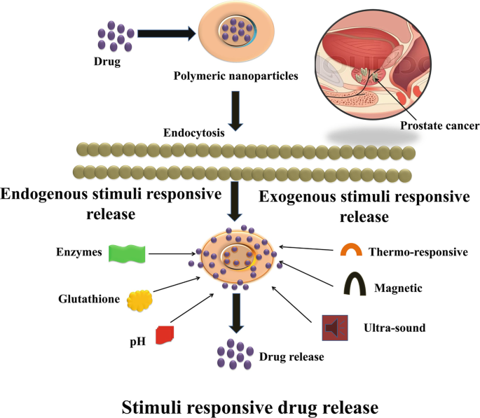 A diagram illustrates the endogeneous and exogeneous stimuli responsive to the drug release of polymeric nanoparticles by endocytosis for prostate cancer.