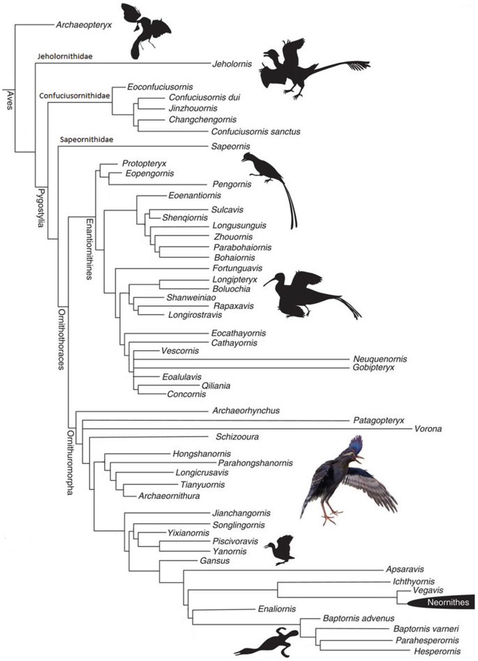 Found: 120-Million-Year-Old Colony of Fossilized Flying Reptiles, Plus  Their Eggs, Science