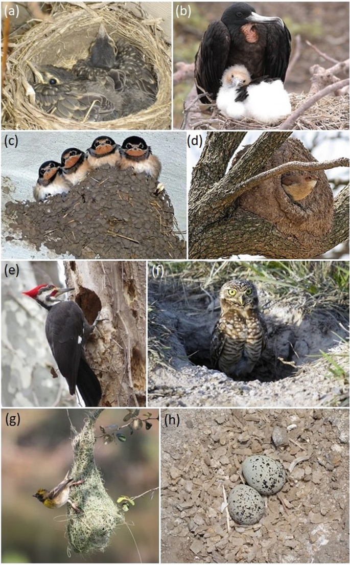 Avian Reproduction: Nests and Nest Sites