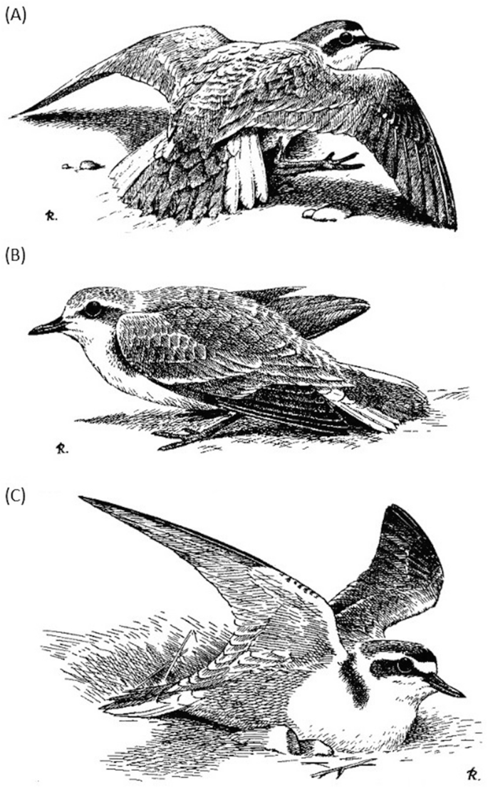 Avian Reproduction: Post-hatching Parental Care and Brood Parasitism |  SpringerLink