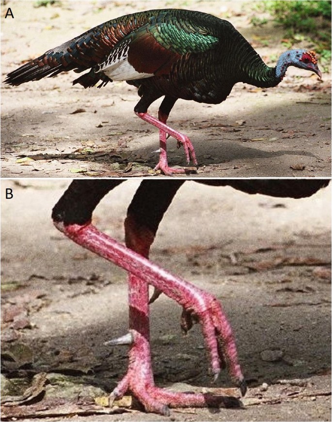 Loose Mixed Dyed Turkey Marabou Feathers - Vibrant