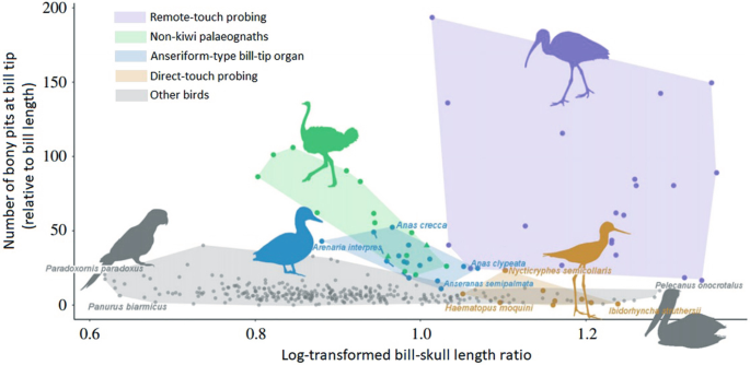 Pterosaurs and Birds - How do they compare? - Dumbacher Lab