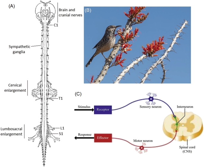 Finch Spirals - BirdBrain Technologies