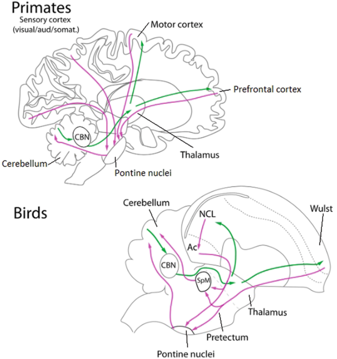 Finch Spirals - BirdBrain Technologies