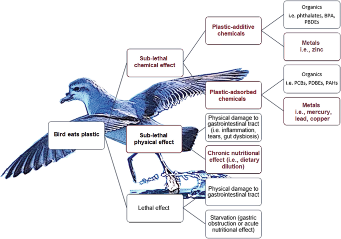 Locating, Obtaining, Ingesting, and Digesting Food   SpringerLink