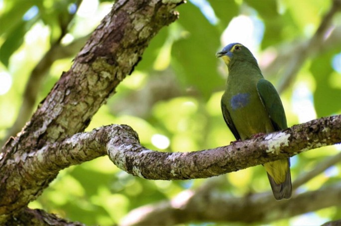 A photograph depicts the short beaked Ptilinopus monacha bird, which was photographed by Temminck in 1824.