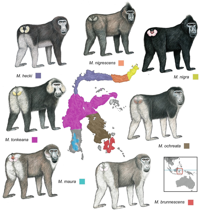 An illustration depicts different species of macaque and their areas of habitat in Indonesia. The areas are marked on the map of Indonesia.