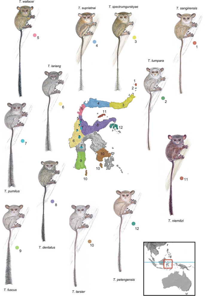 An illustration depicts different species of tarsier and their areas of habitat in Indonesia. The areas are marked on the map of Indonesia.