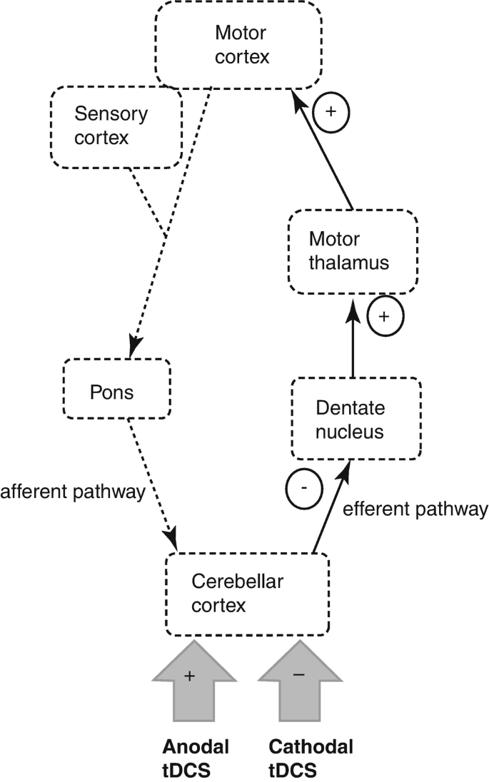 A flow diagram of the fronto-ponto-cerebello-thalamo-cortical loop. It follows the cyclic formation of negative and positive t D C S of the cerebellar cortex dentate nucleus, motor thalamus to motor cortex to pons in a clockwise direction from the below.