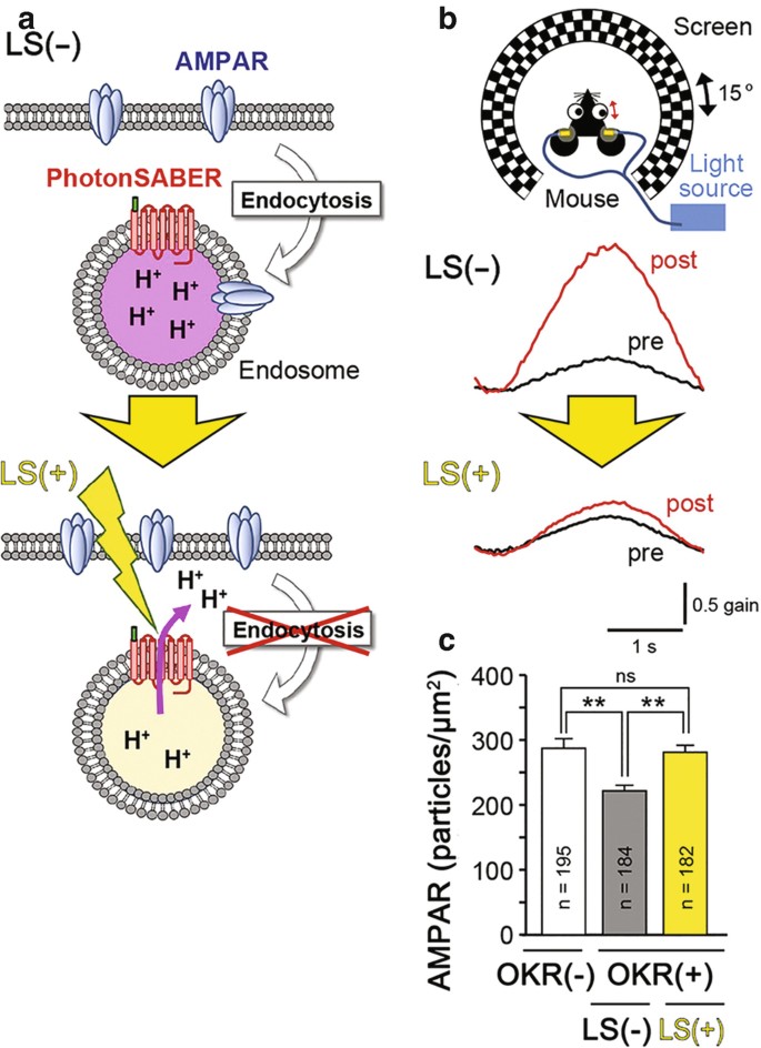 Three schematics are labeled a to c. A is the schematic of the photon S A B E R, b is the optokinetic response of the photon S A B E R, and c exhibits a decrease in A M P A receptors following O K R.