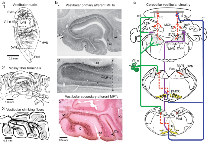 7 figures. A, 3 illustrations of vestibular nuclei, mossy fiber terminals, and vestibular climbing fibers. B, 3 images. 2 images of vestibular primary afferents that involve lobules 9 and 10. 1 image of vestibular secondary afferents that involves lobules 9 b, c, d, and 10. C, an illustration depicts cerebellar vestibular circuitry.